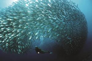 Bonaire Fish Life