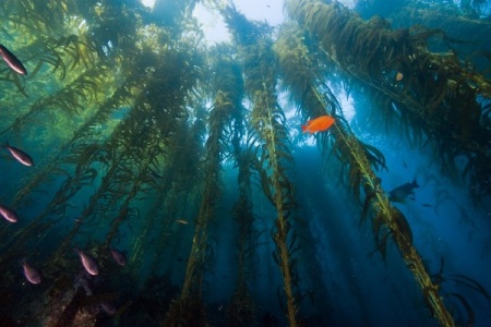 Catalina Kelp Forest is ready for divers this July 30th, 2015