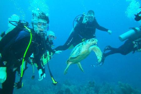 Cayman Brac Toucan Divers with turtle