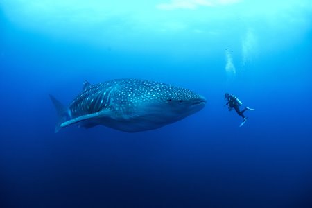 Whale Shark Diver
